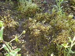 Plant division: Bryophyta